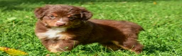 Miniature Australian Shepherd dogs for sale: Izzy - Ad 5