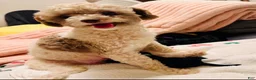 Toy Poodle dogs for sale: Female Toy Poodle Puppy 2 - Ad 2