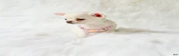 Chihuahua dogs for sale: Liam - Ad 3