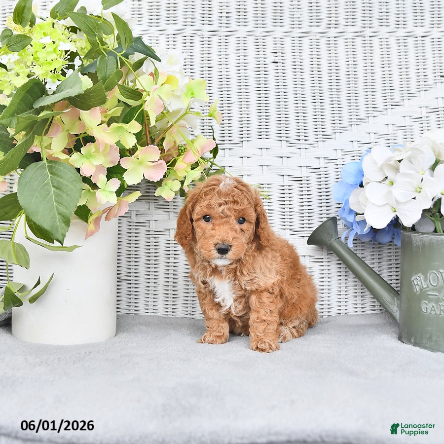 Mini Aussiedoodle dogs for sale: Star - Ad 4
