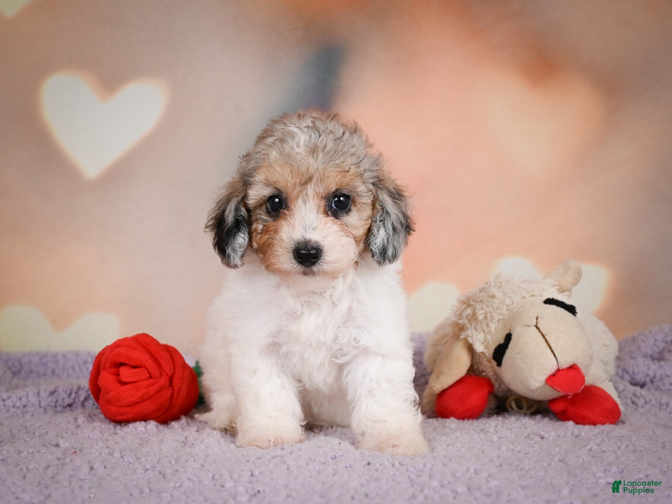 Maltipoo dogs Mabel - Ad 2