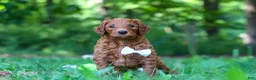 Goldendoodle dogs for sale: Freddy - Ad 2
