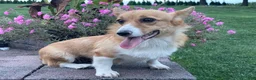 Welsh Corgi Pembroke dogs for sale: Welsh Corgi Pembroke 1 - Ad 7