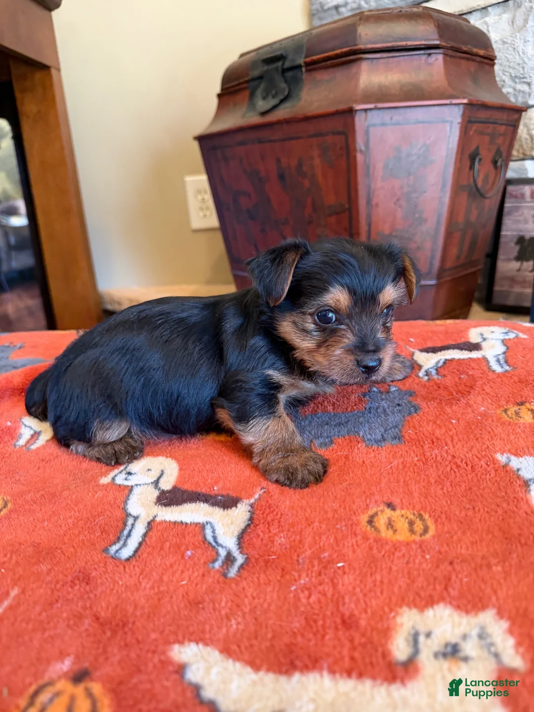 Yorkshire Terrier dogs for sale: Garfield  - Ad 3