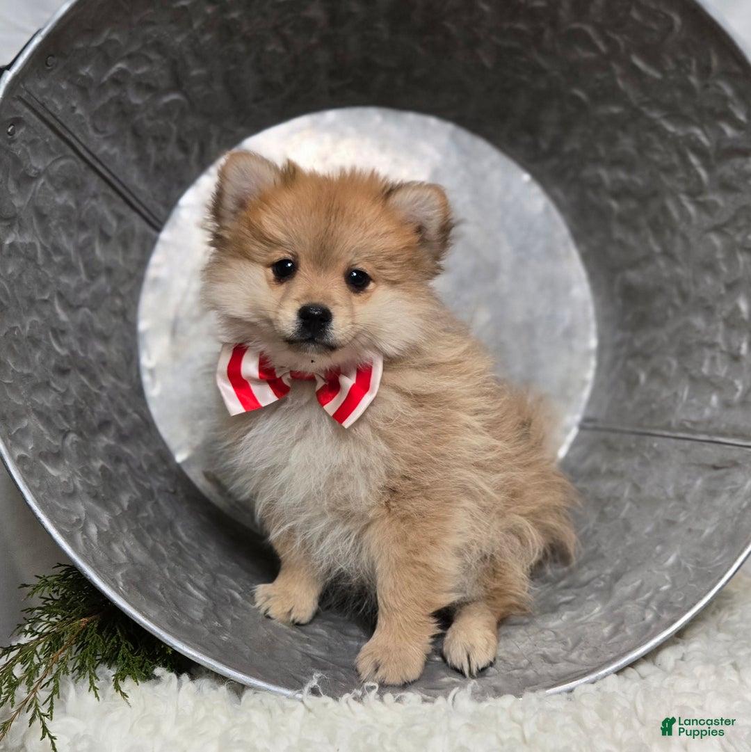 Pomeranian dogs for sale: Timothy - Ad 2
