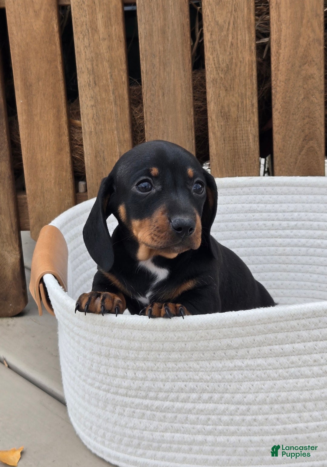 Dachshund dogs for sale: Pumpkin  - Ad 1