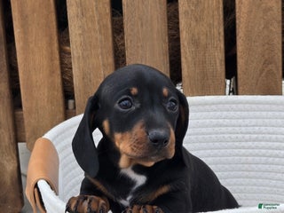 Dachshund dogs Pumpkin - Ad 9