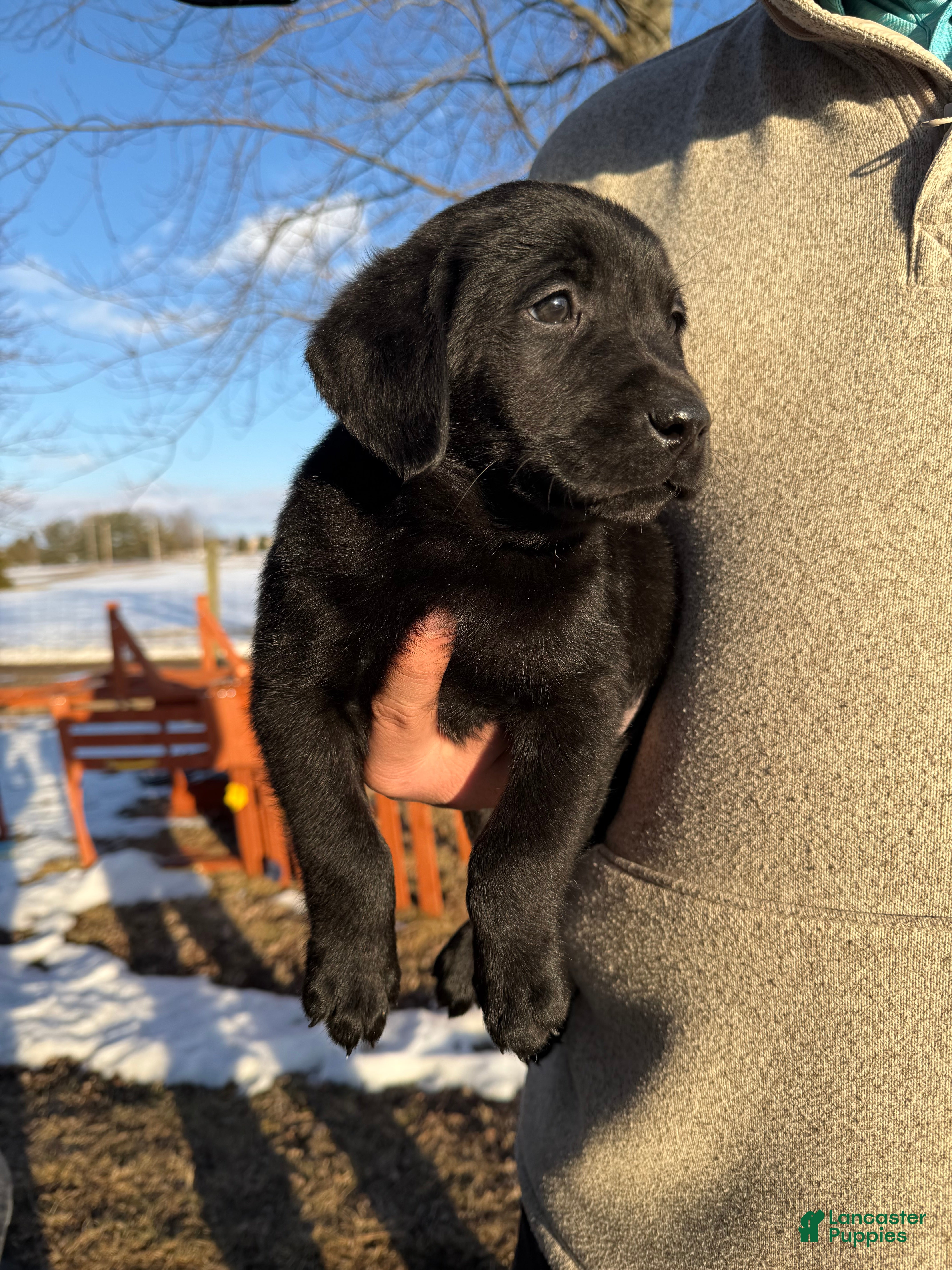 Labrador Retriever dogs Murphy - Ad 42