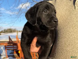 Labrador Retriever dogs Murphy - Ad 42