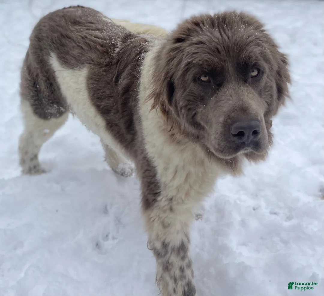 Newfoundland dogs for sale: Sorbet DNA clear OFA  - Ad 8