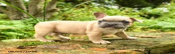 French Bulldog dogs for sale: Maestro - Ad 4