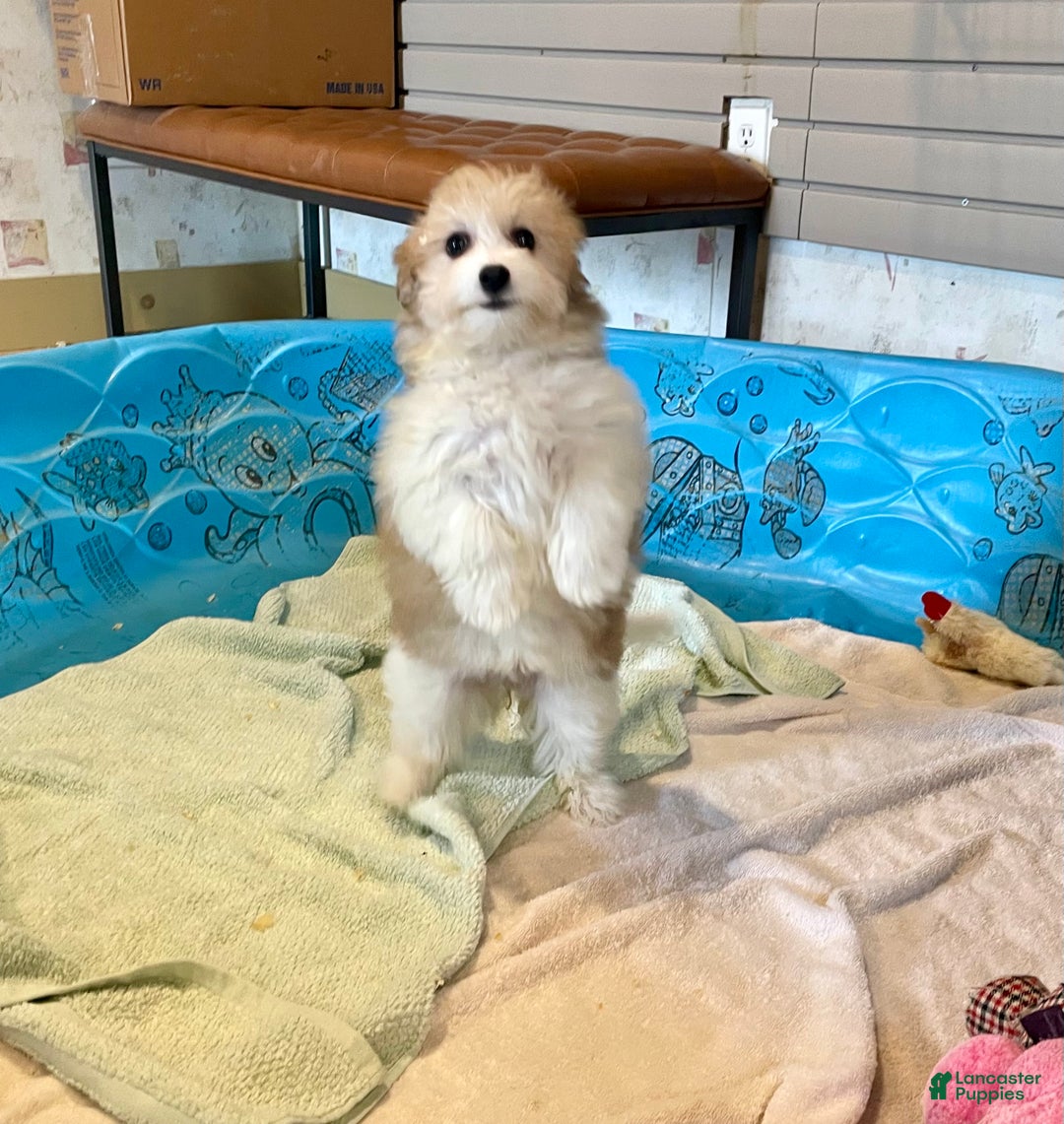 Mixed Breed dogs for sale: Sasha - Ad 2