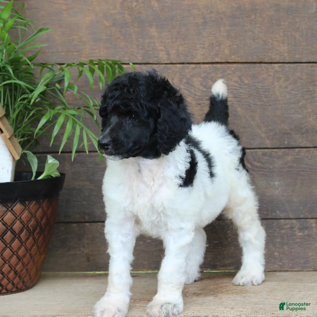 Standard Poodle dogs for sale: Flash - Ad 2