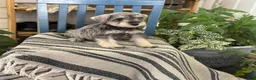 Miniature Schnauzer dogs for sale: Lilly - Ad 15