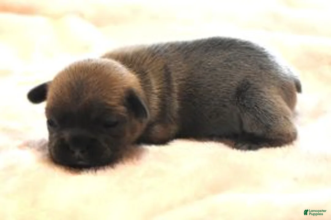 French Bulldog dogs for sale: VIOLA  LILAC FAWN - Ad 2