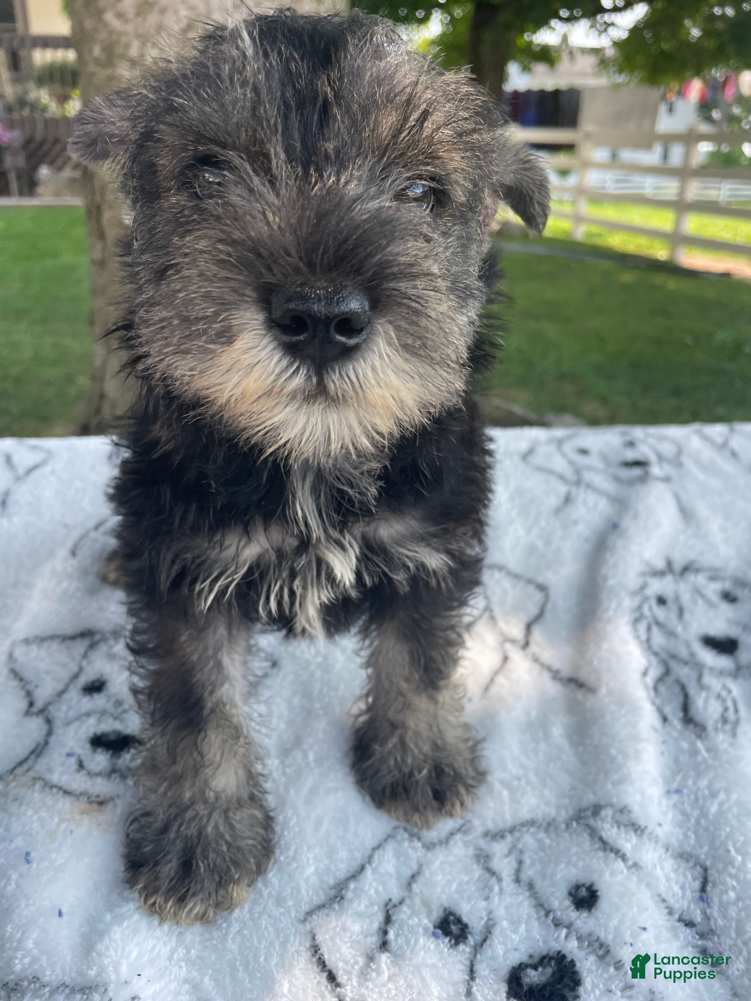 Miniature Schnauzer dogs Axel - Ad 25