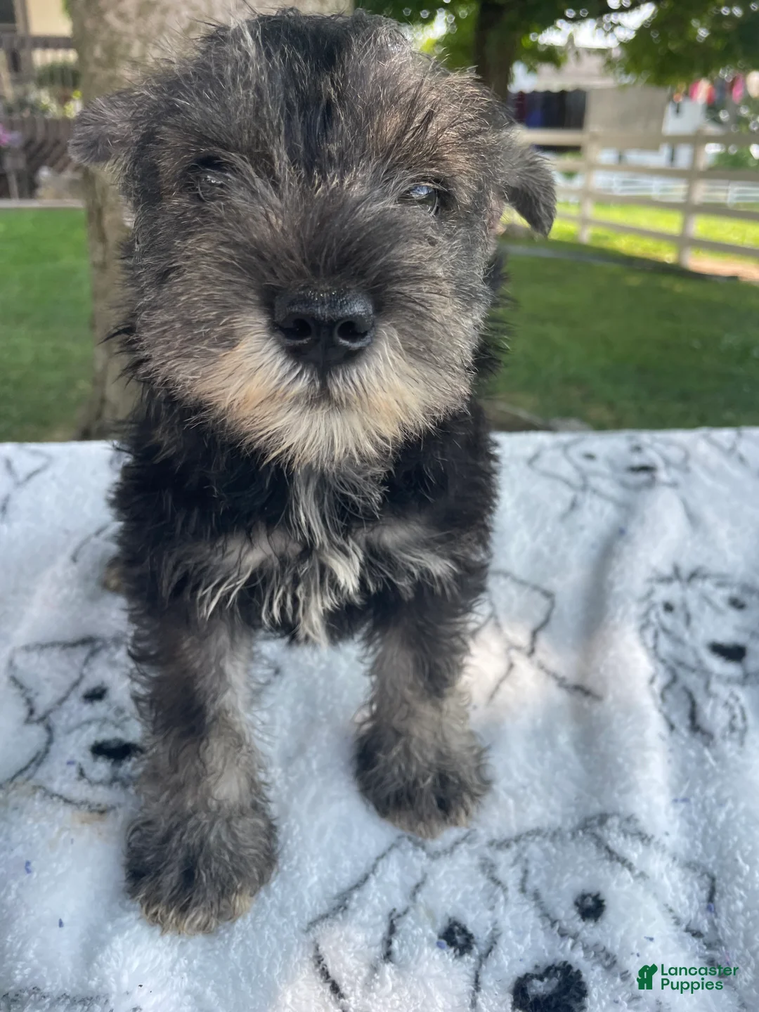 Miniature Schnauzer dogs for sale: Axel - Ad 1