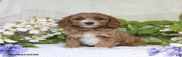 Cockapoo dogs for sale: Julie  - Ad 3