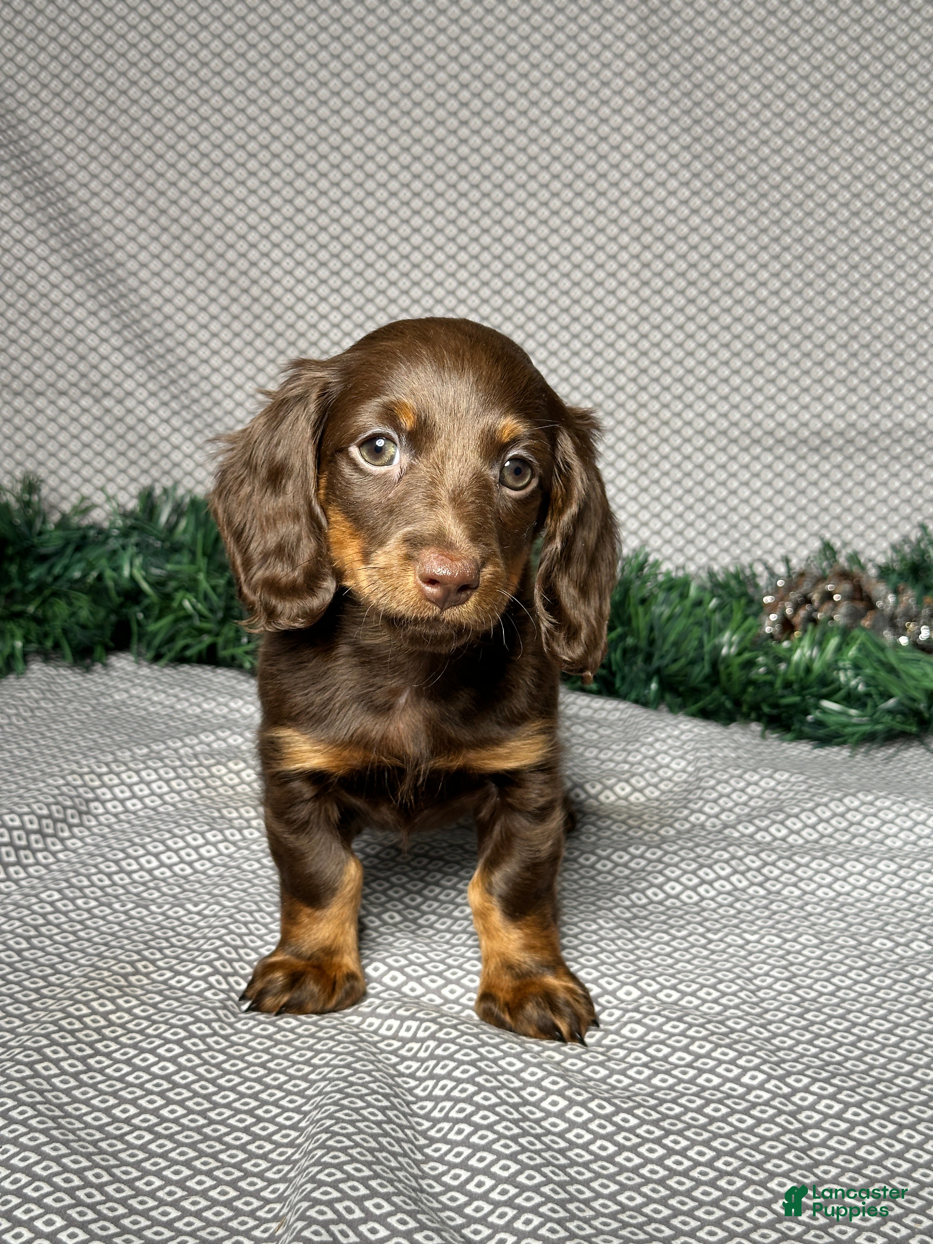 Miniature Dachshund dogs Alice - Ad 13