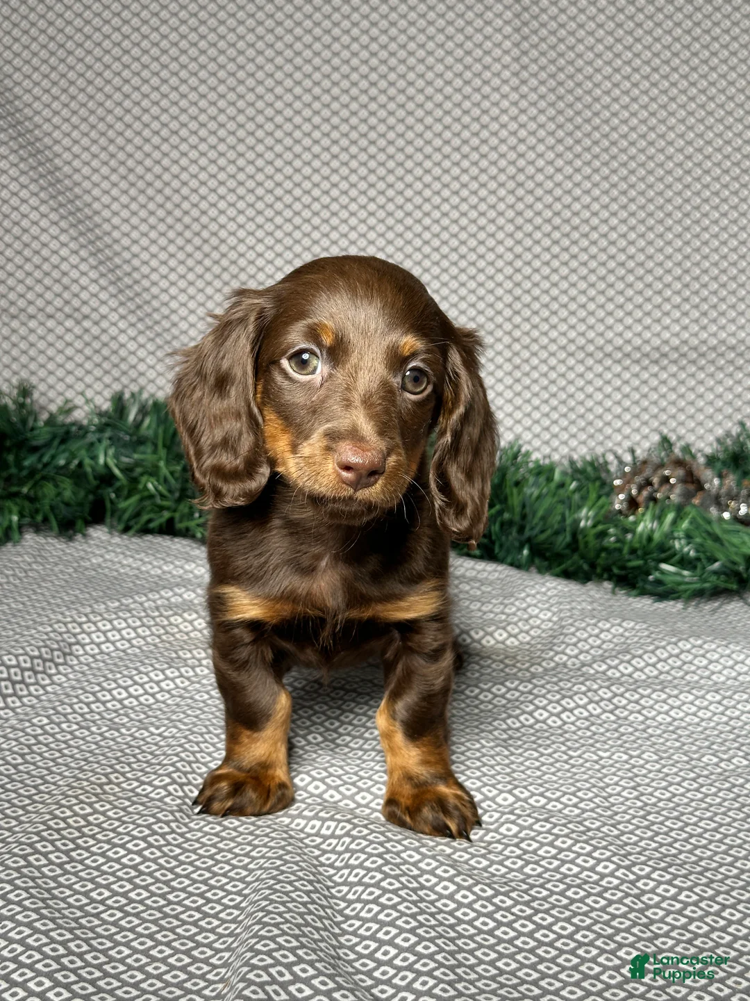 Miniature Dachshund dogs for sale: Alice - Ad 1