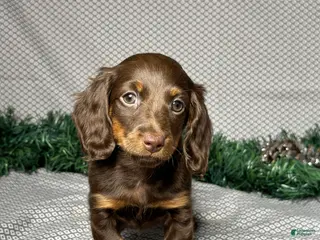 Miniature Dachshund dogs Alice - Ad 13