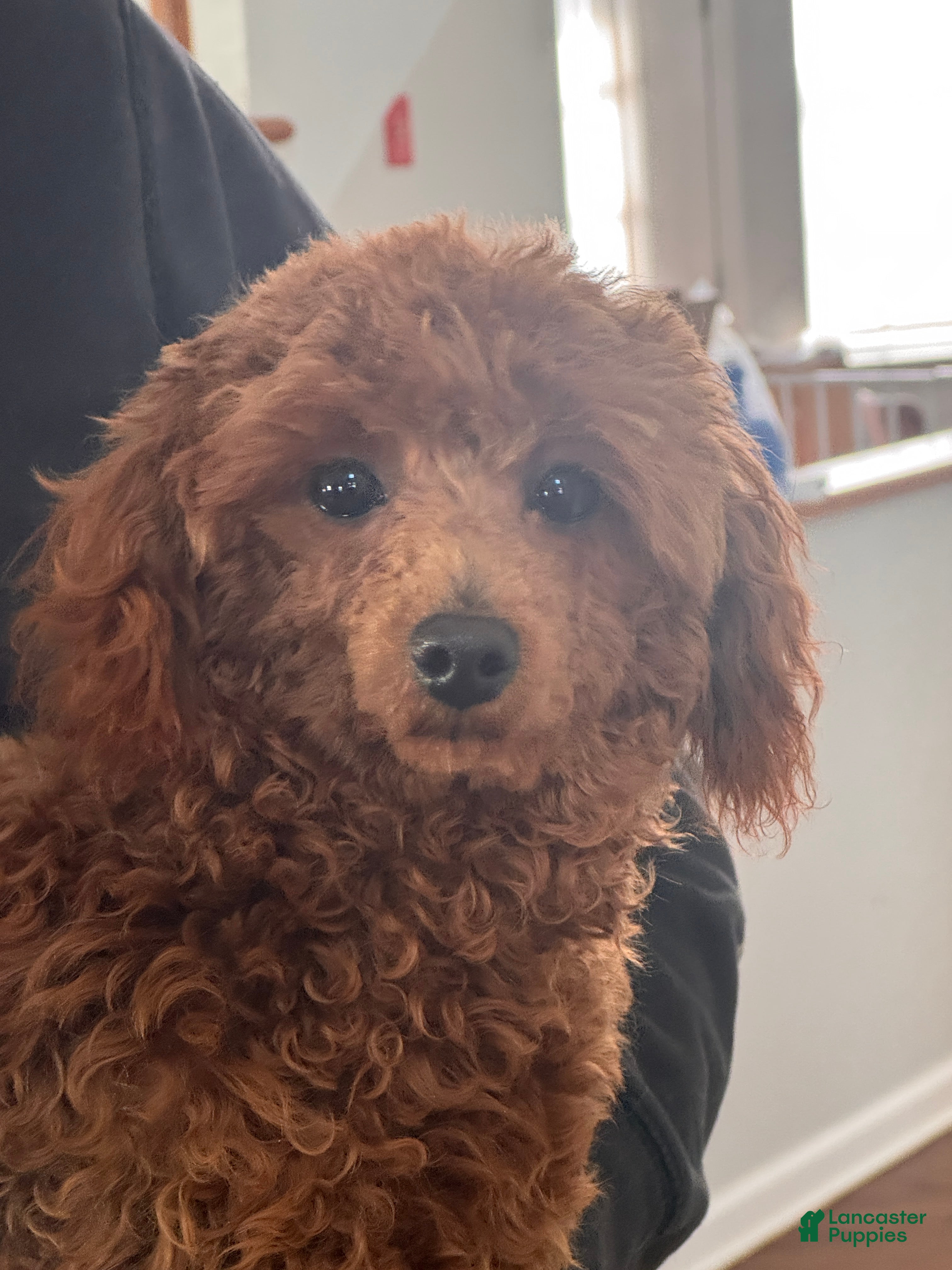 Toy Poodle dogs Carnation - Ad 1