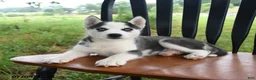 Siberian Husky dogs for sale: Denali - Ad 2