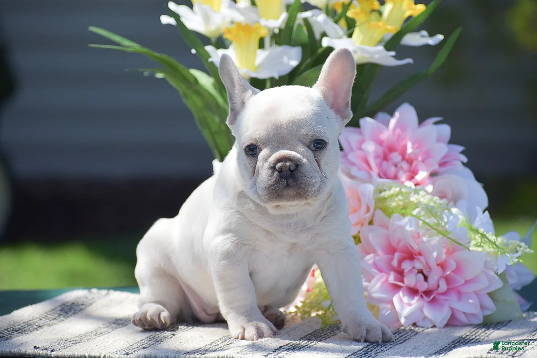 French Bulldog dogs for sale: Sunshine - Ad 1