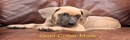 Cane Corso dogs for sale: Cane Corso Puppy Gold Collar Male - Ad 3