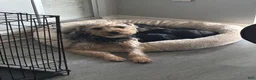 Yorkiepoo dogs for sale: GaGa - Ad 3