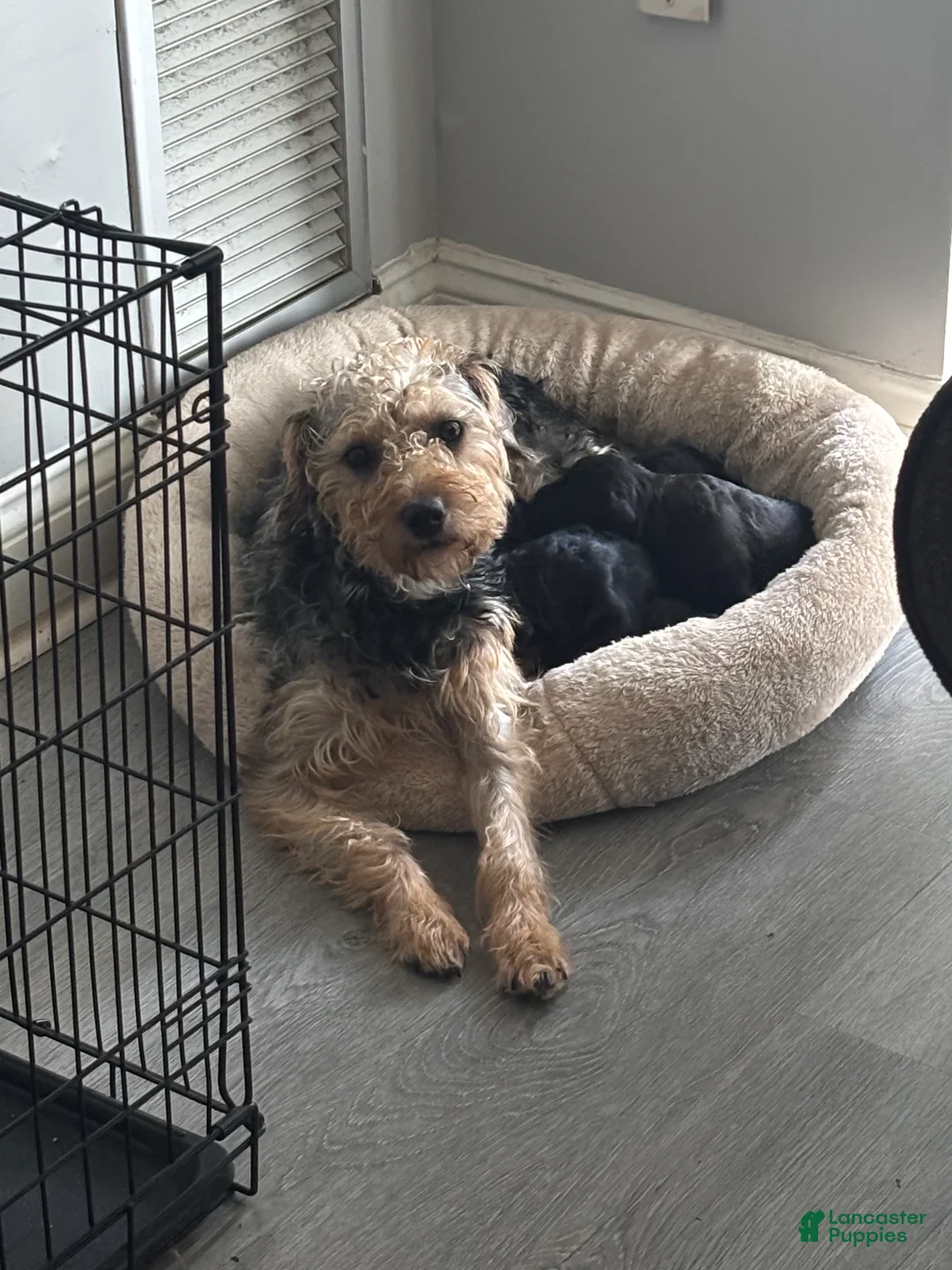 Yorkiepoo dogs for sale: GaGa - Ad 3
