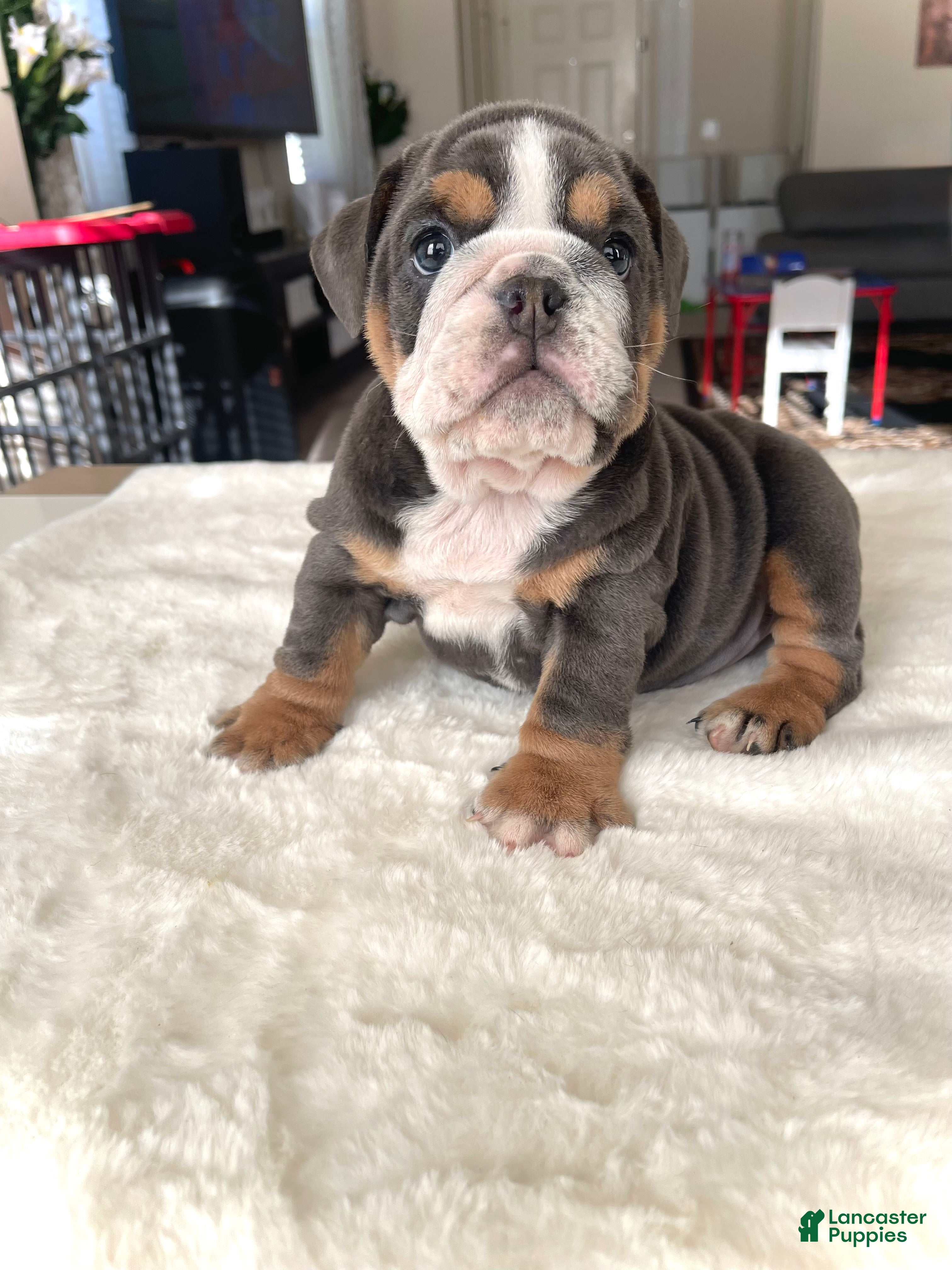 English Bulldog dogs English Bulldog Puppy 3 - Ad 2