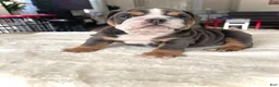 English Bulldog dogs for sale: English Bulldog Puppy 3 - Ad 2