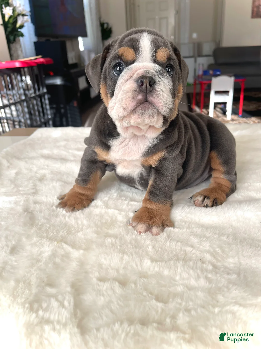 English Bulldog dogs for sale: English Bulldog Puppy 3 - Ad 2