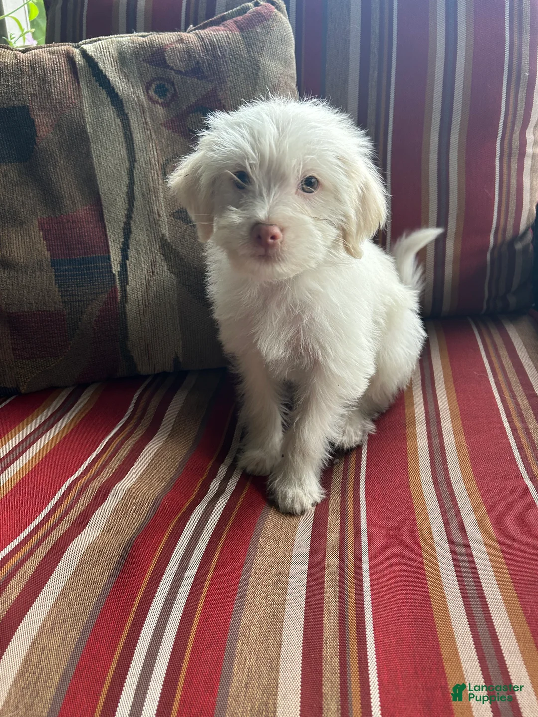 Shihpoo dogs for sale: Kevin - Ad 2