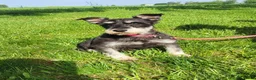 Miniature Schnauzer dogs for sale: Eddy - Ad 6