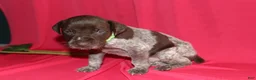 German Shorthaired Pointer dogs for sale: Leo - Ad 2