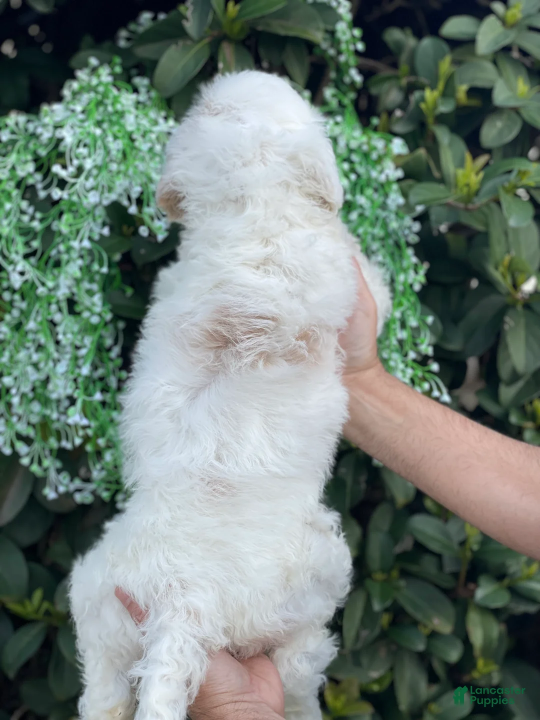 Goldendoodle dogs for sale: Cloe  - Ad 4