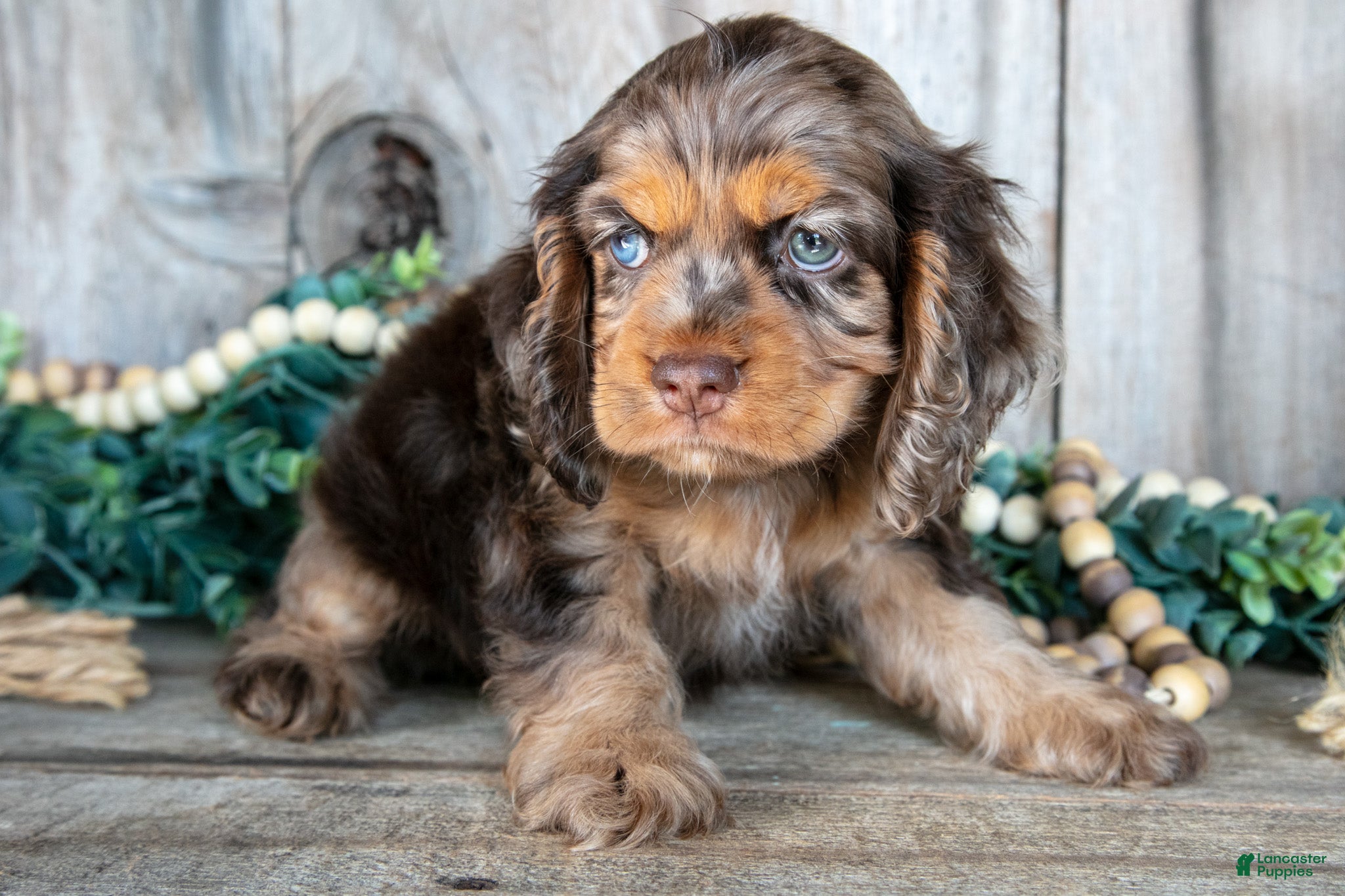 Cocker Spaniel dogs Delaney - Ad 2