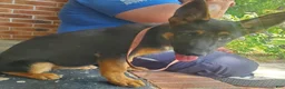 German Shepherd dogs for sale: German Shepherd 1 - Ad 4