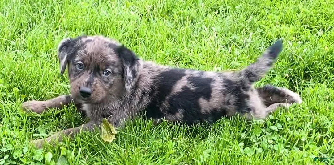 Mixed Breed dogs for sale: Koral - Ad 1