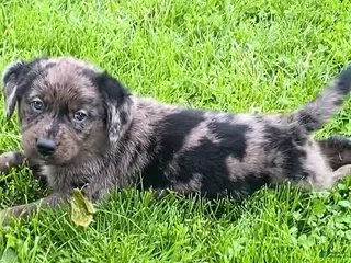Mixed Breed dogs for sale: Koral - Ad 4