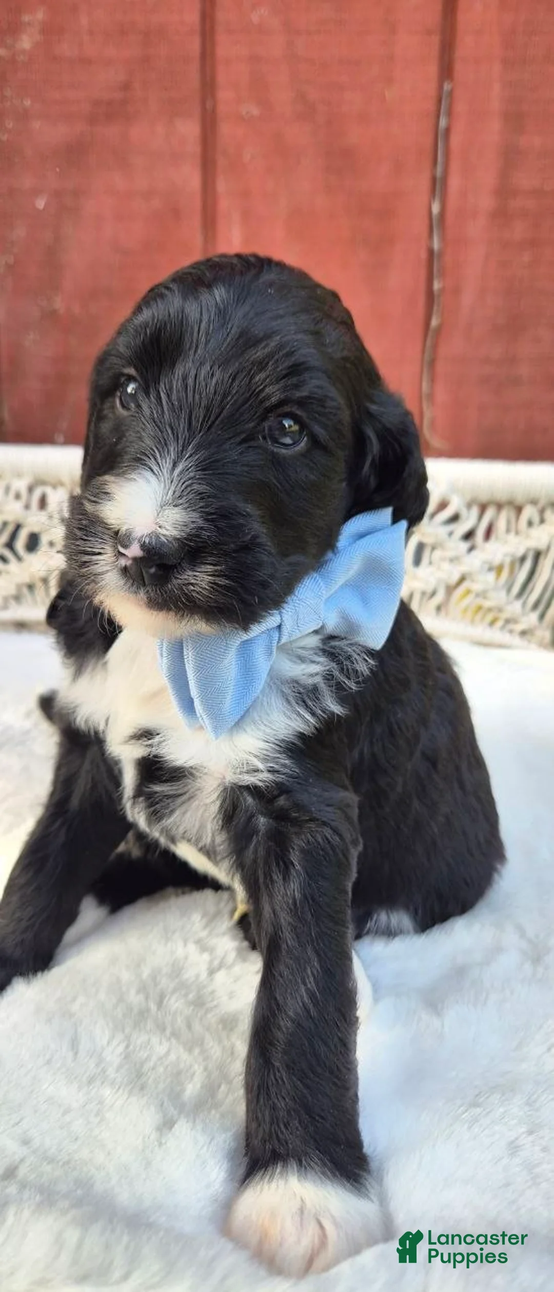 Goldendoodle dogs for sale: Tux - Ad 1