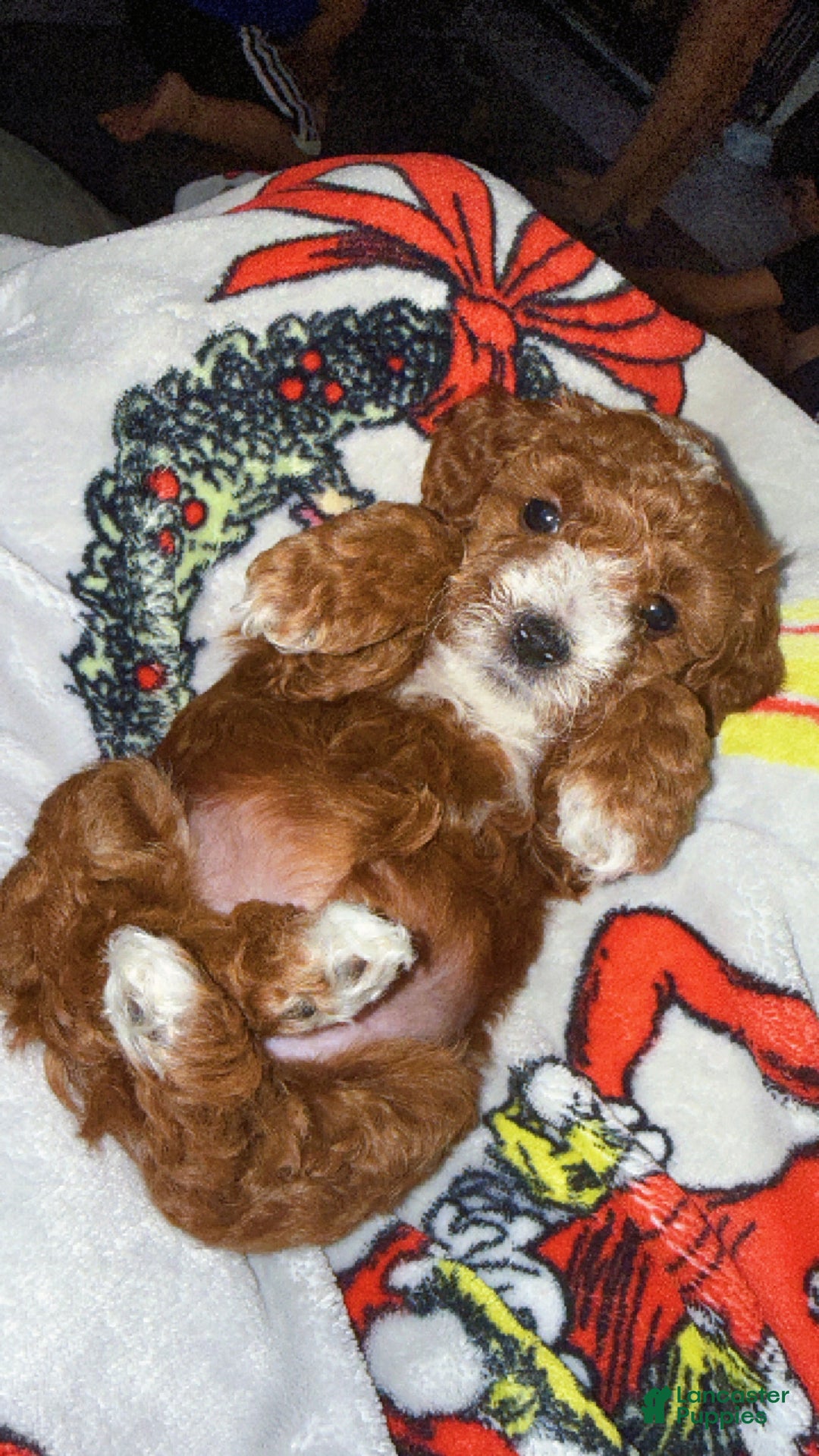 Mini Goldendoodle dogs for sale: Nashville - Ad 10