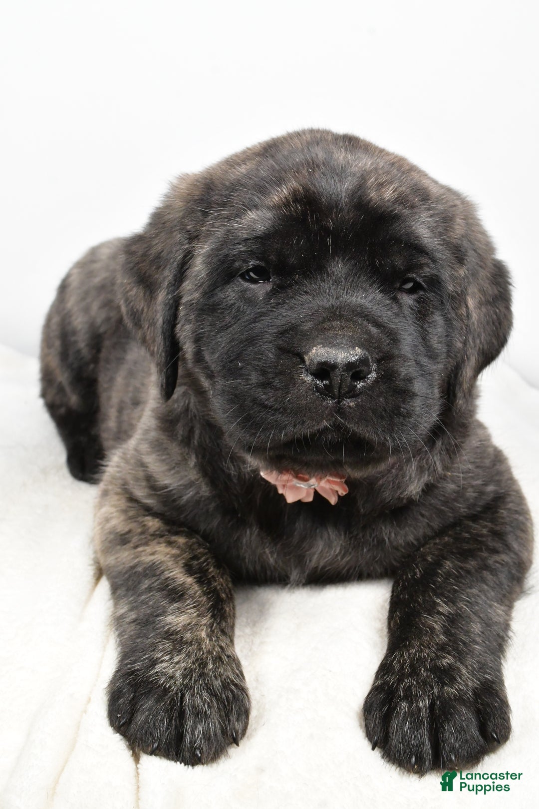 English Mastiff dogs for sale: Sheila - Ad 4