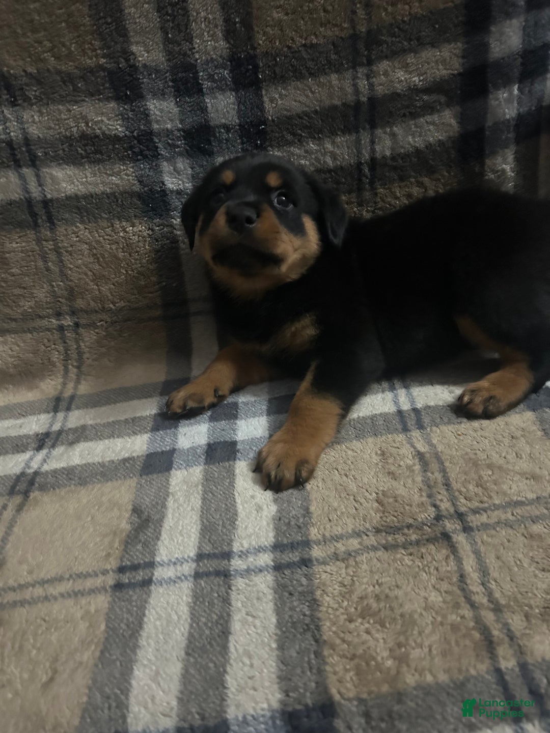 Rottweiler dogs for sale: Eva - Ad 1
