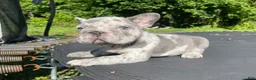French Bulldog dogs for sale: Harvey Dent - Ad 3