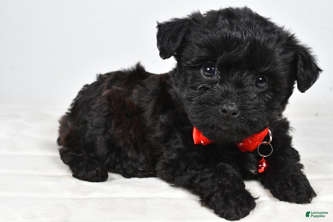 Yorkiepoo dogs for sale: Tinker - Ad 2