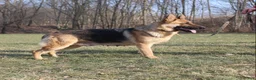 German Shepherd dogs for sale: Evan - Ad 6