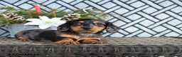 Miniature Dachshund dogs for sale: Todd - Ad 5